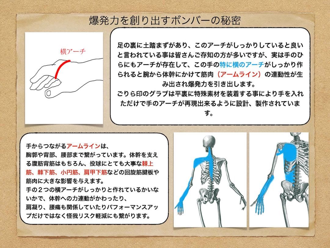 ごりら印の野球道具　硬式用グローブSKR型 左投げ用