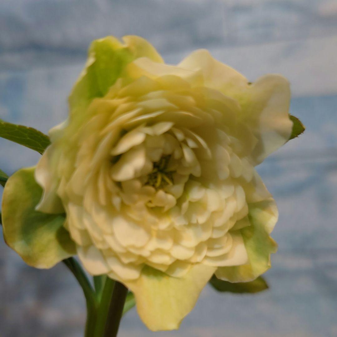 ☀️ クリスマスローズ開花株☀️ 6号スリットポット植え ☀