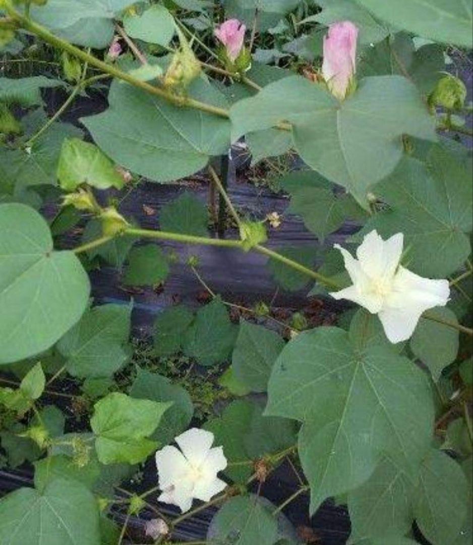 栽培用　種子　コットン　３種類