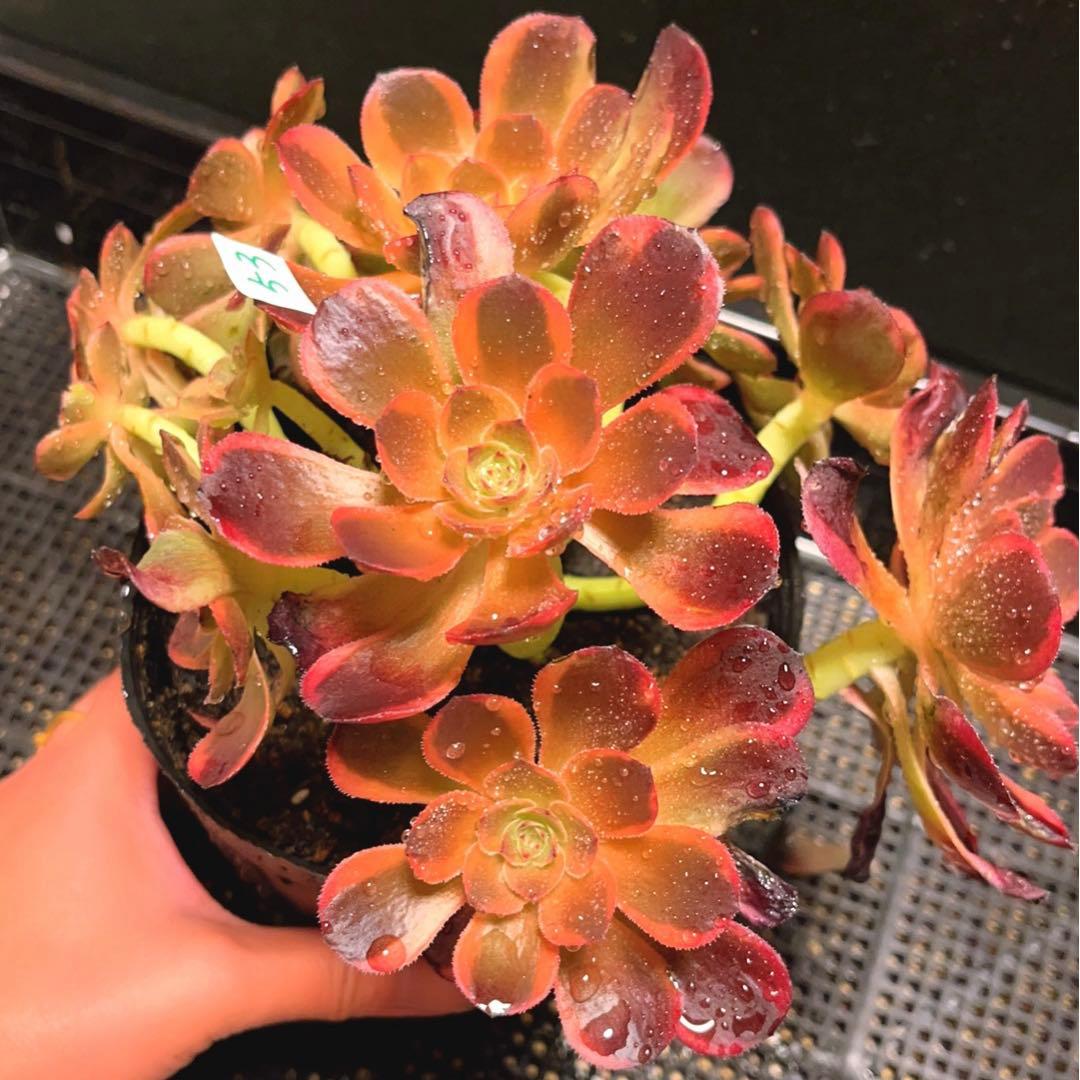 53#多肉植物アエオニウム錦❤️キツネ狩りを❤️13頭22cm 拔き苗