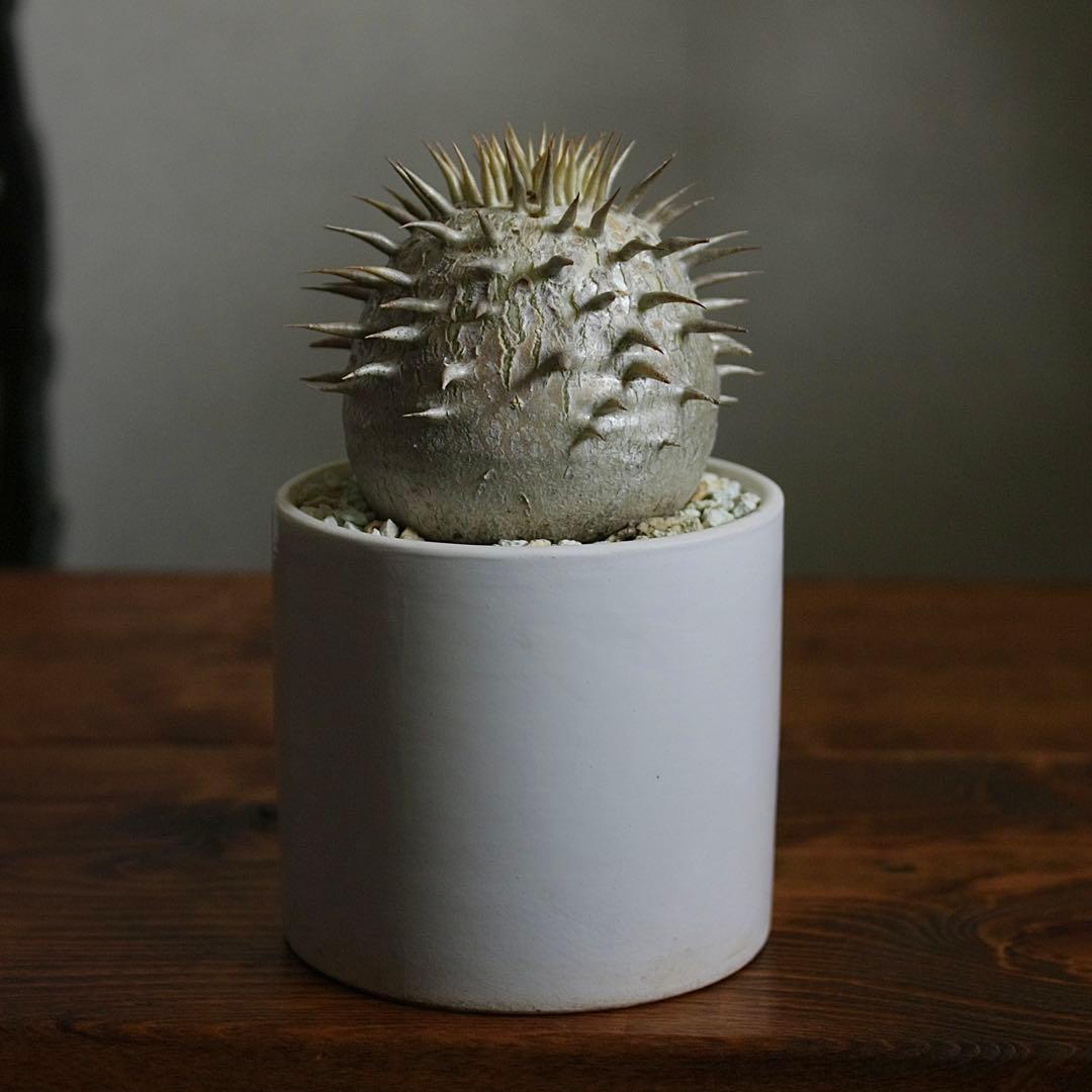 パキポディウム　エブレネウム　実生5年目　陶器鉢付き　塊根植物　コーデックス