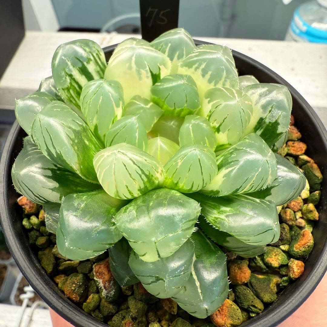 多肉植物 ハオルチア 自宅実生オブツーサ錦 75番 大型種 極上斑 未繁殖苗