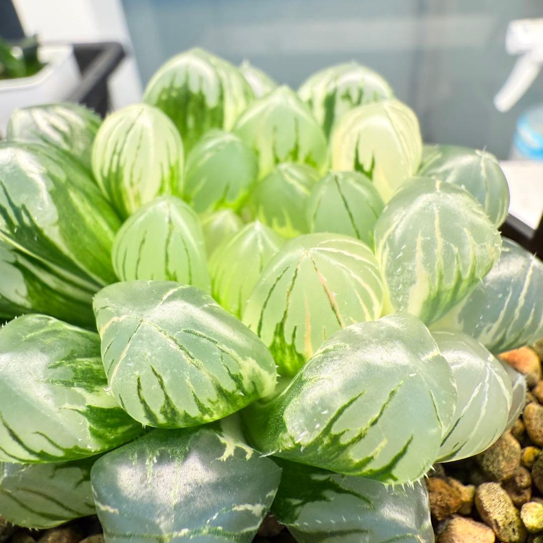 多肉植物 ハオルチア 自宅実生オブツーサ錦 75番 大型種 極上斑 未繁殖苗