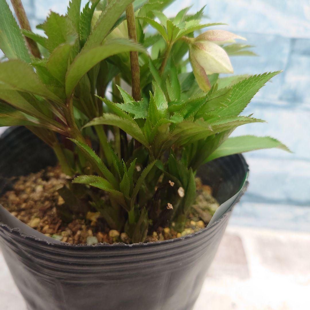 ☀️クリスマスローズ開花株❗☀️4号ロングポット植え☀