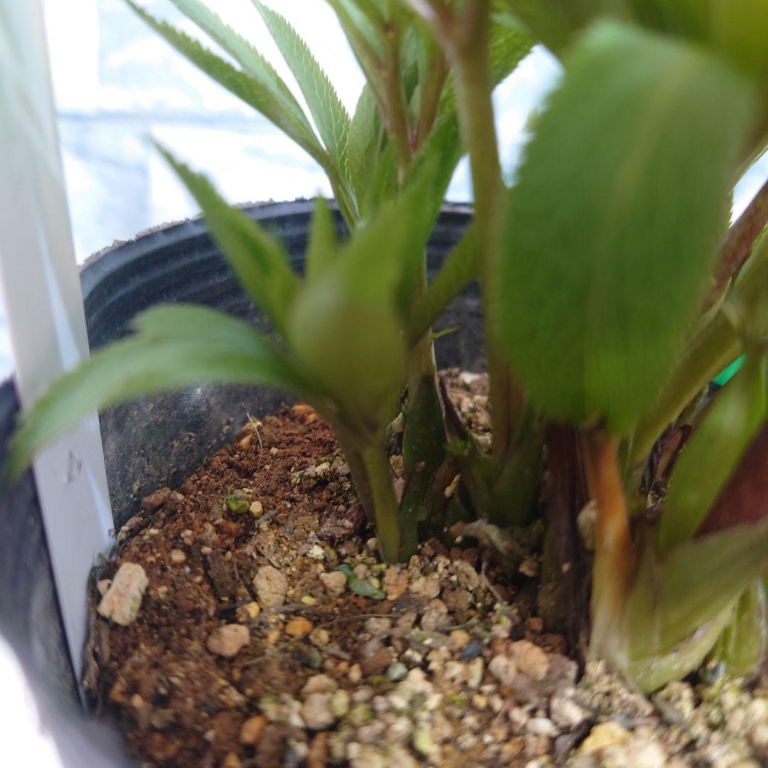 ☀️クリスマスローズ開花株❗☀️4号ロングポット植え☀