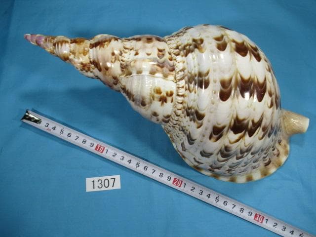 法螺貝 32.6cm・ほらがい・ホラガイ・No.1307
