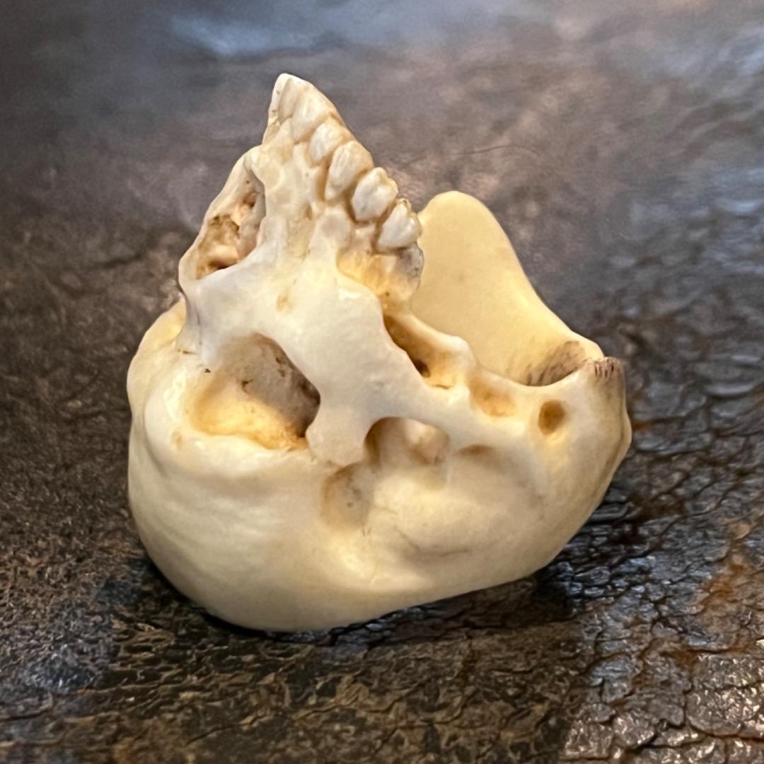 櫻井髑髏 野晒し スカルリング Skull ring バンダナ／スカーフリング