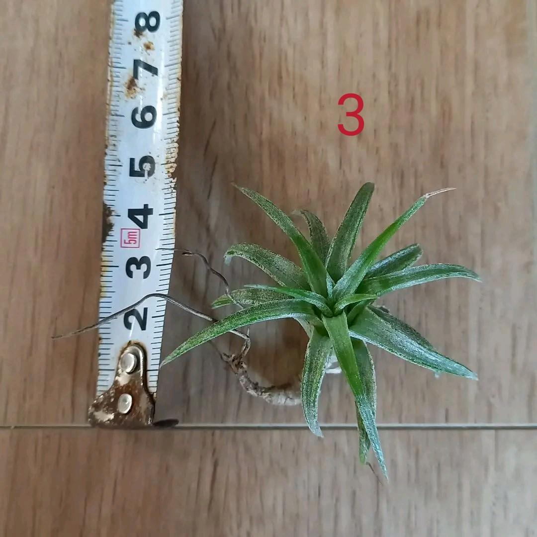 frogfoot.0035様 確認用