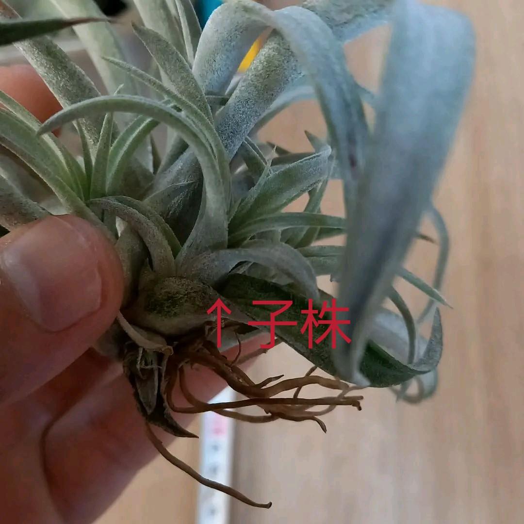 frogfoot.0035様 確認用