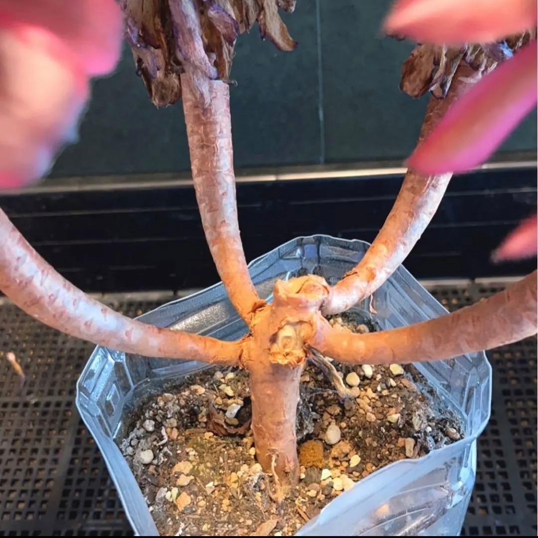 68#多肉植物アエオニウム錦❤️舞天姫❤️5大頭32cm拨き苗三年生