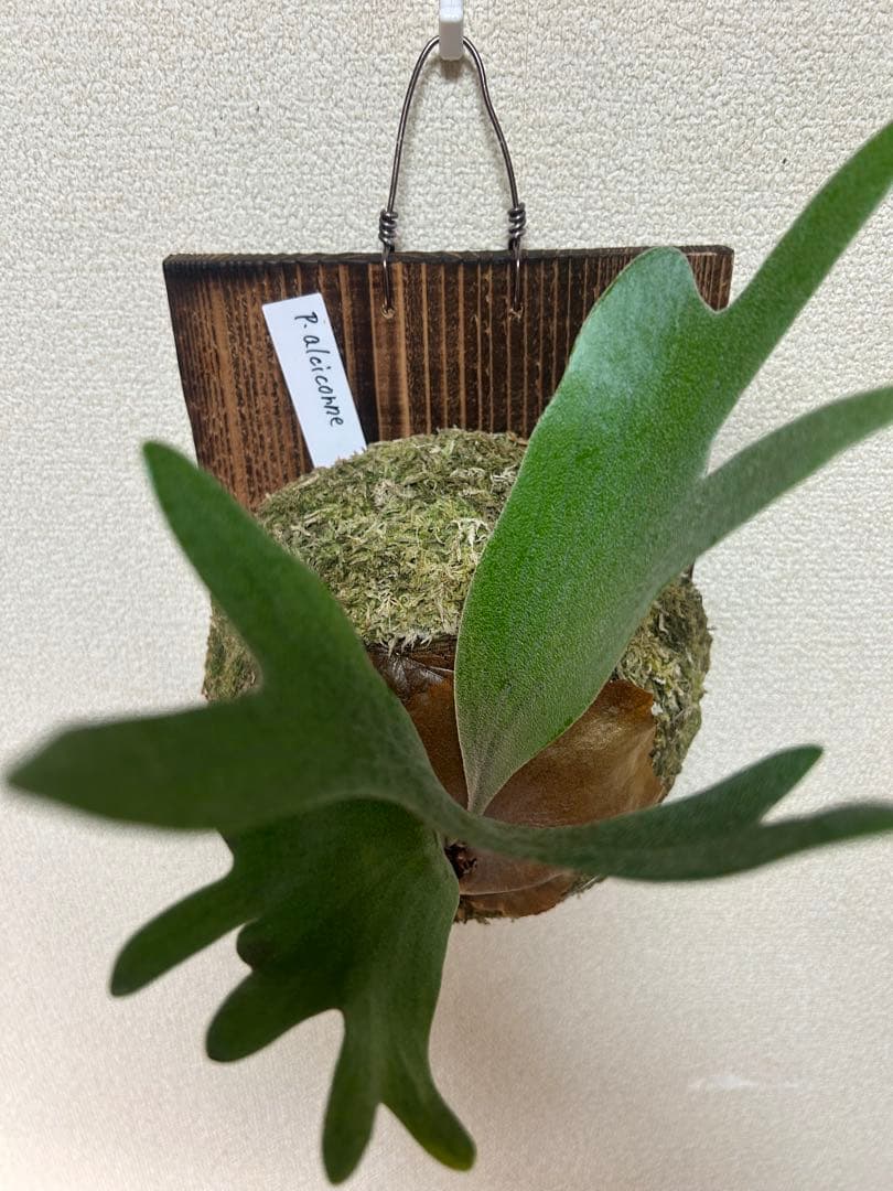 Platycerium alcicorne 良形板付 美株