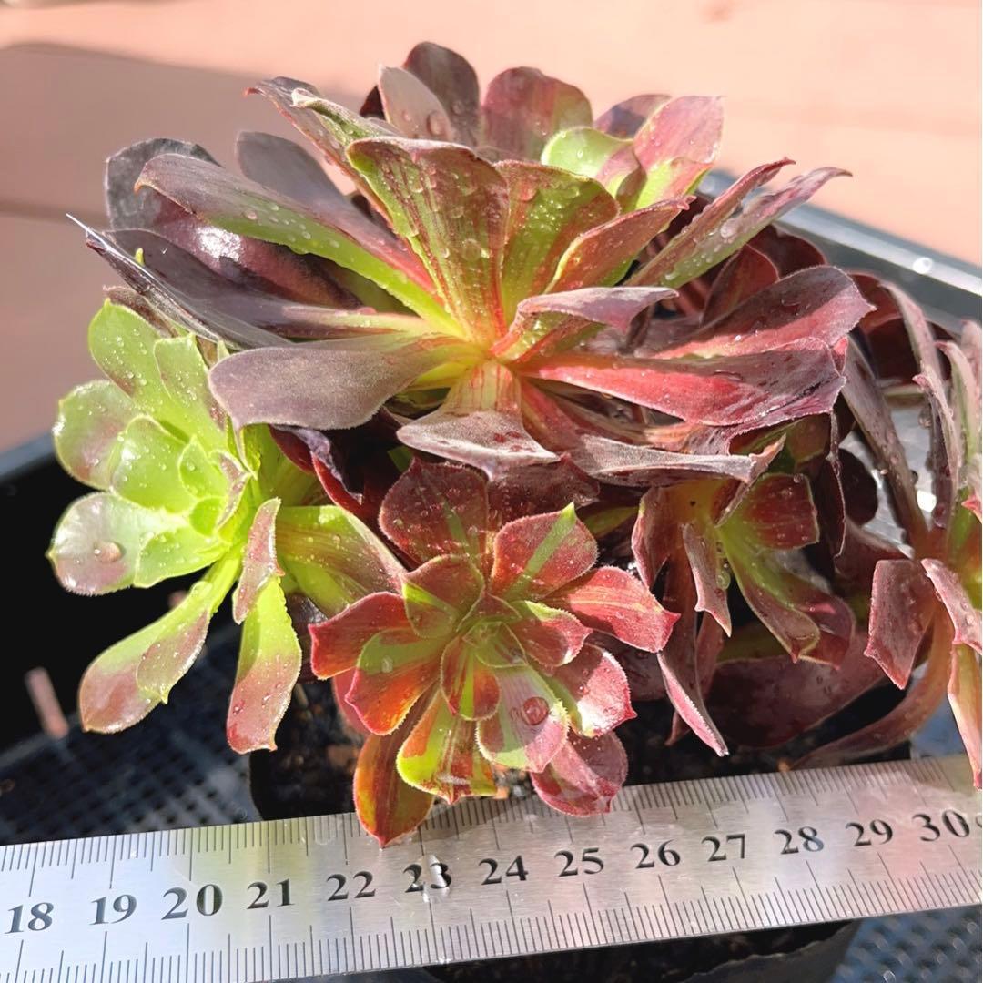 18#植物アエオニウム❤️カシミアバイオレット糸引き錦❤️1大頭7小頭18cm拔き苗