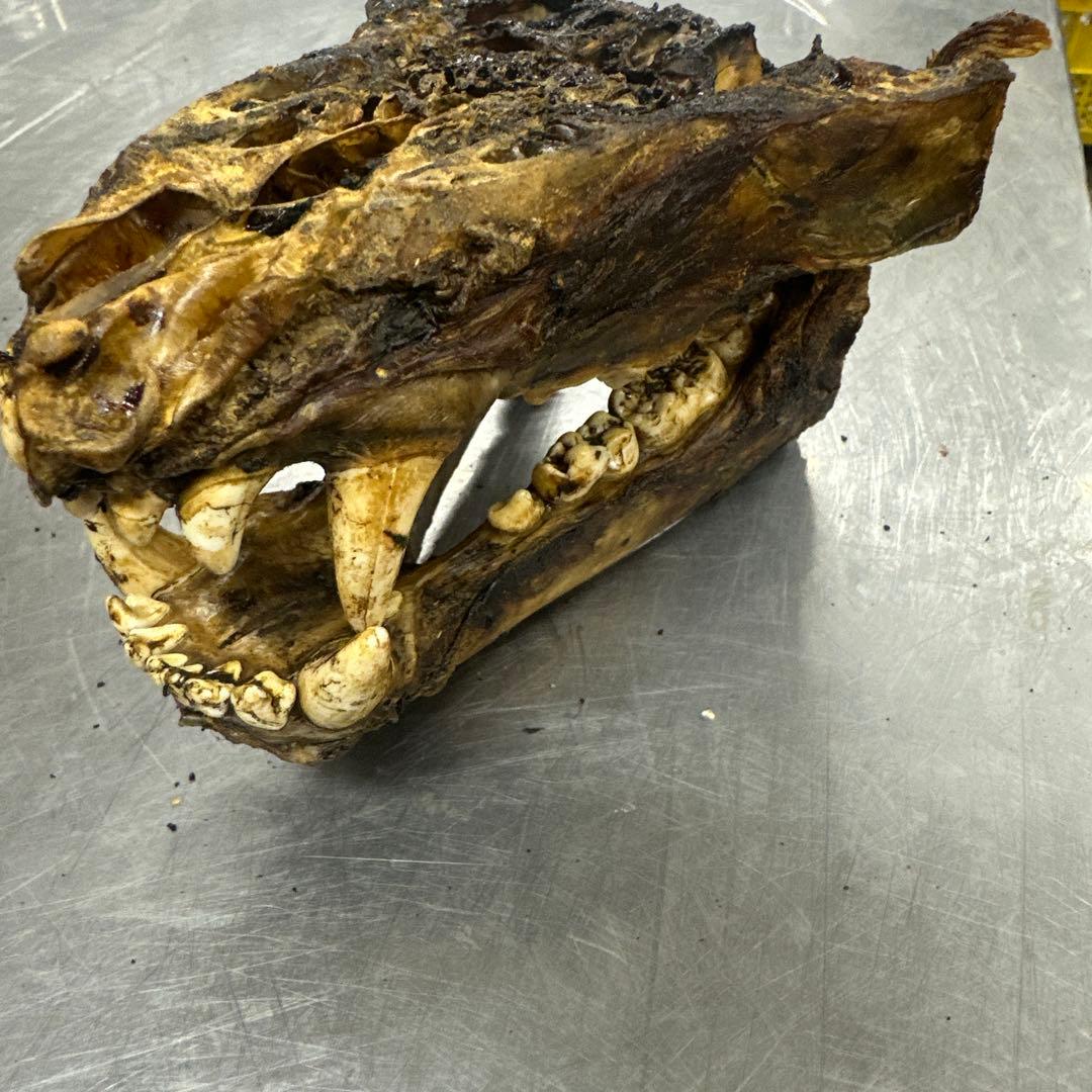 ヒグマ　熊の牙