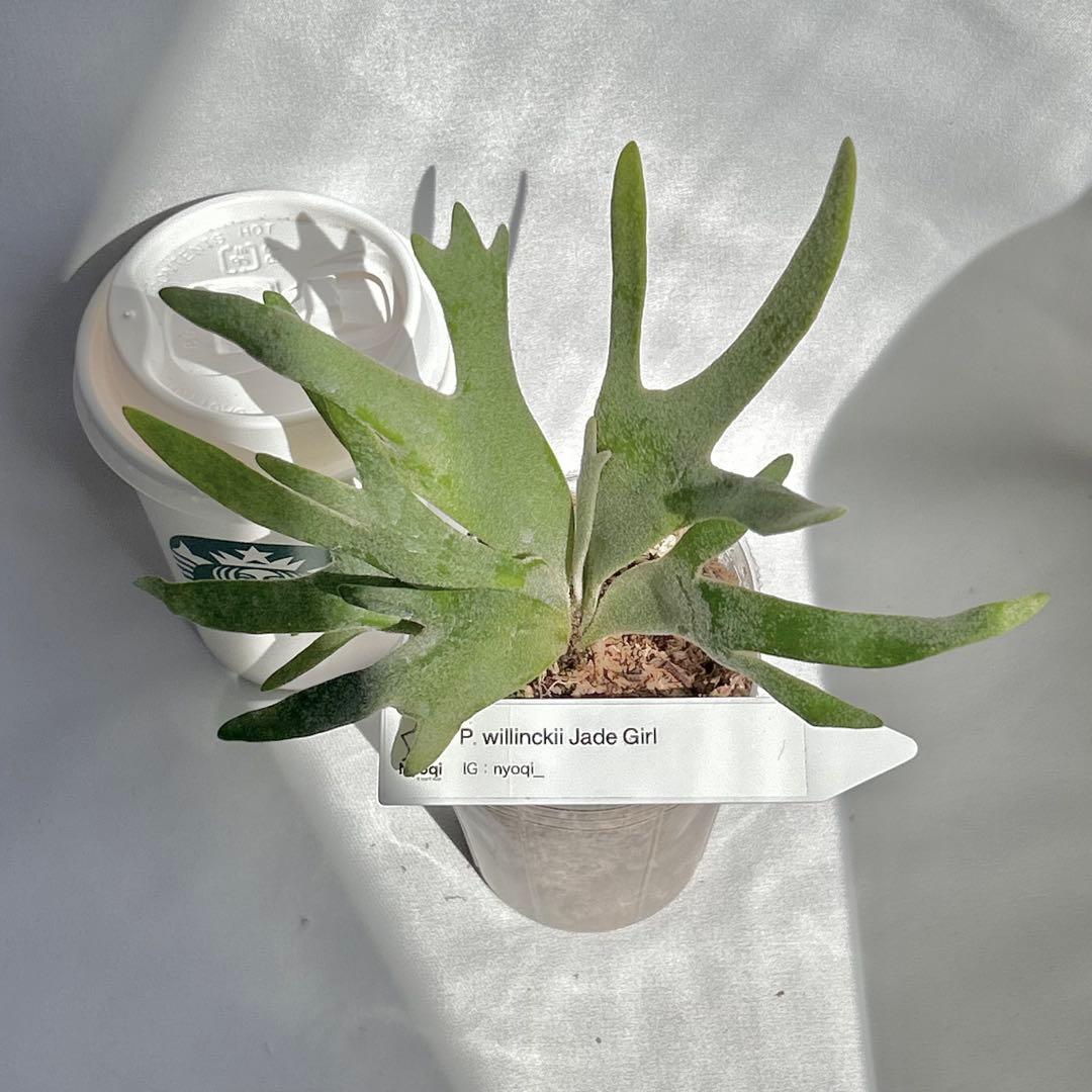 【第四種郵便】P. Willinckii Jade Girl(TC) 【V17】