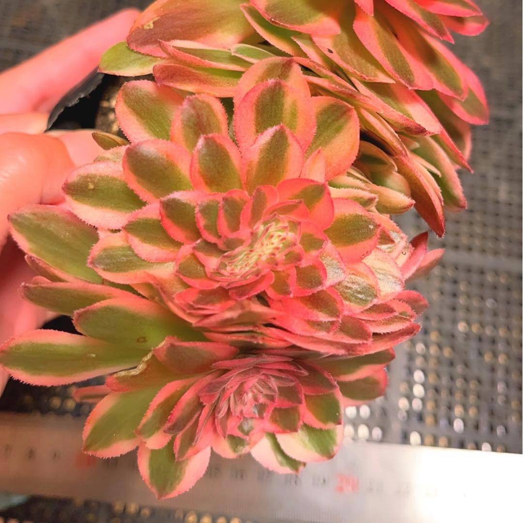 87#多肉植物アエオニウム錦❤️ ライチ錦セッカ ❤️16cm拔き苗
