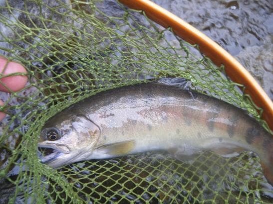 バンブーフライロッド （３ピース）