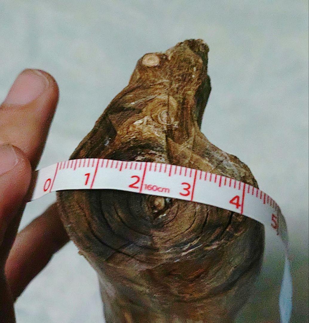 深海松　置物
