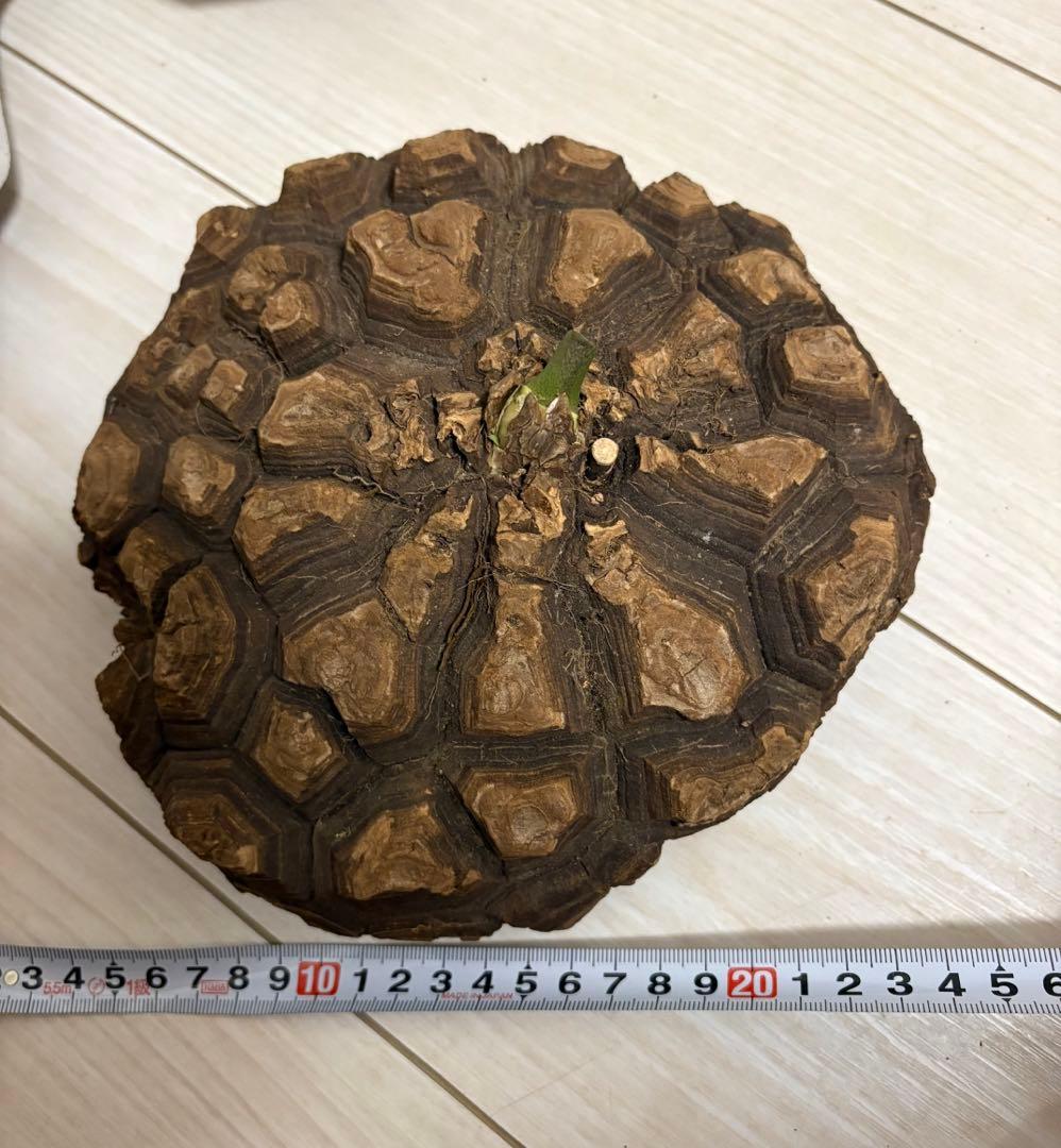 メキシコ亀甲竜 レア Dioscorea mexicana 現地株 大株 未発根