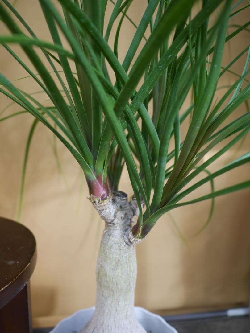 トックリラン　観葉植物　7号　約100センチ