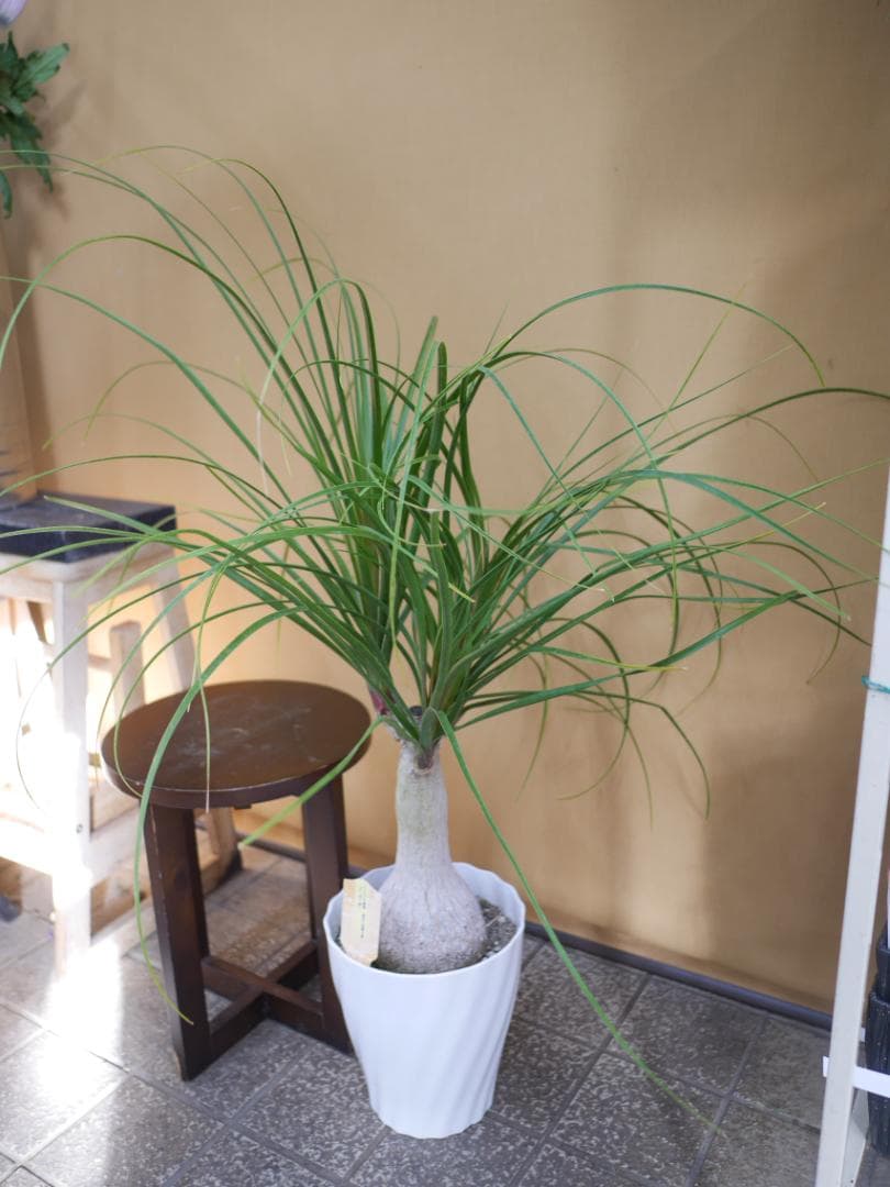 トックリラン　観葉植物　7号　約100センチ