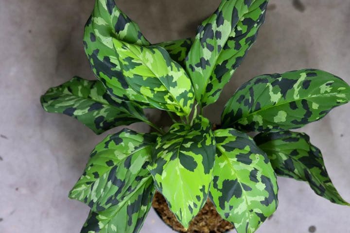 Aglaonema pictum白玉親株（アグラオネマ白玉）