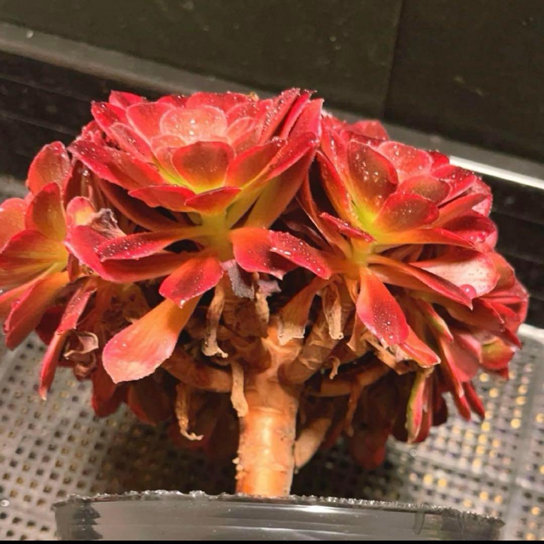100#多肉植物アエオニウム錦❤️ アンナ ❤️11頭17cm拔き苗