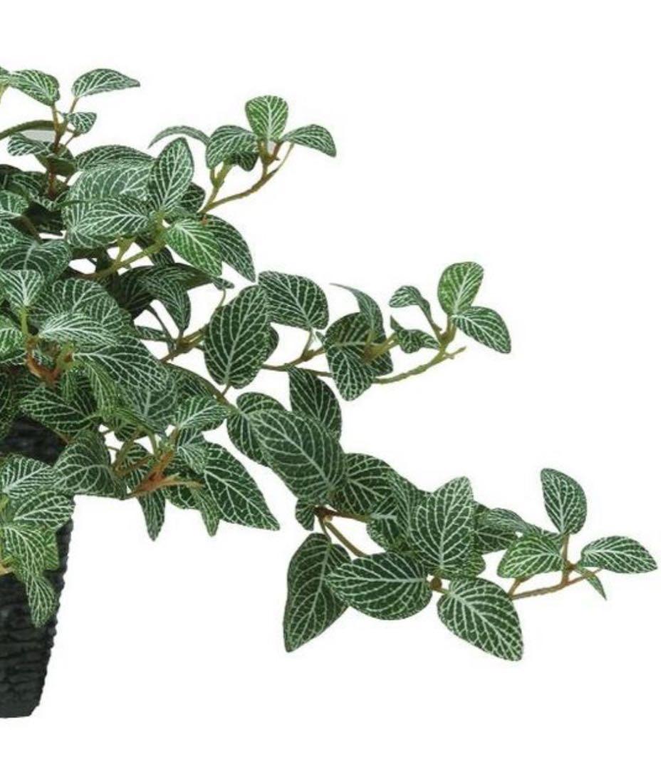 光触媒　人工観葉植物　ウォールグリーン　フェイクグリーン　フィットニアハンギング